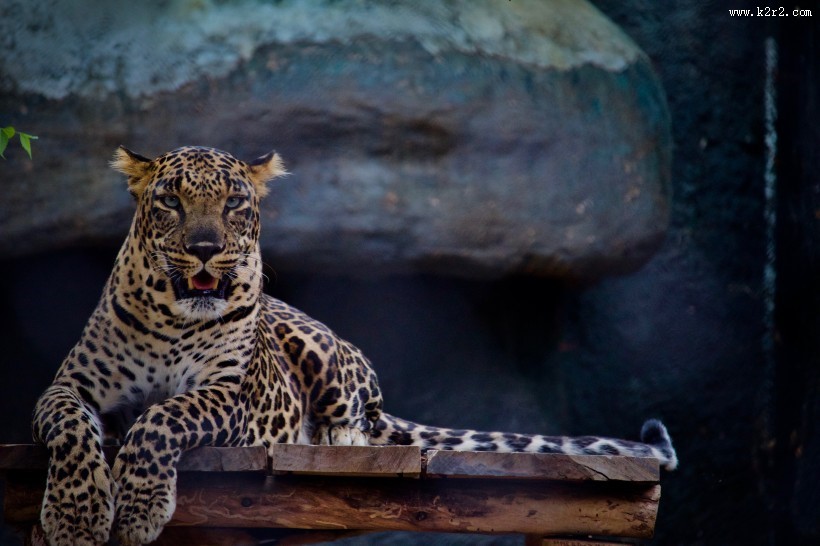 凶猛的金钱豹图片