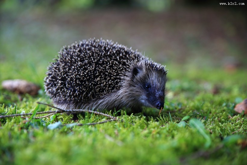 可爱的小刺猬图片