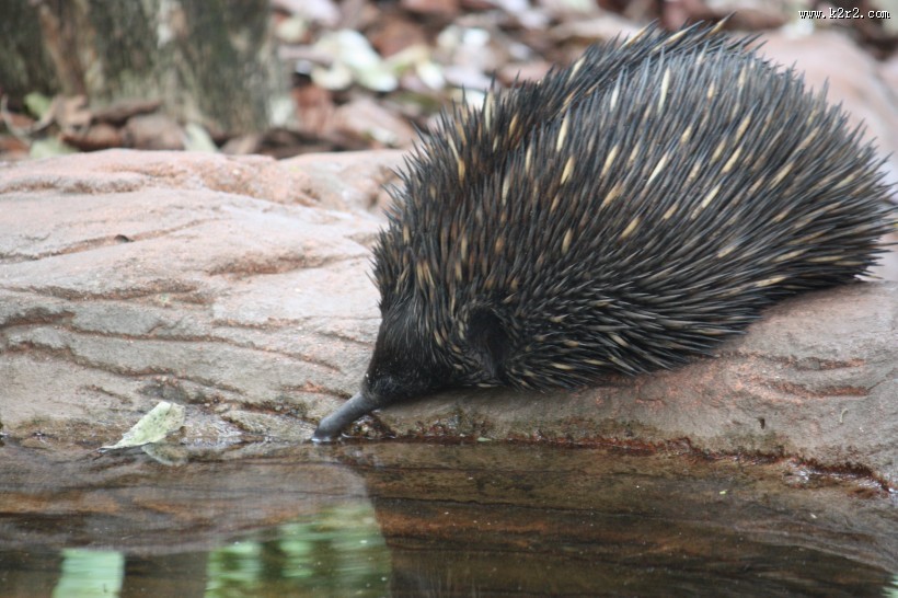 可爱的小刺猬图片