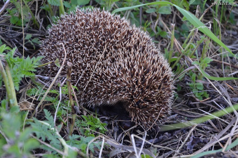可爱的小刺猬图片