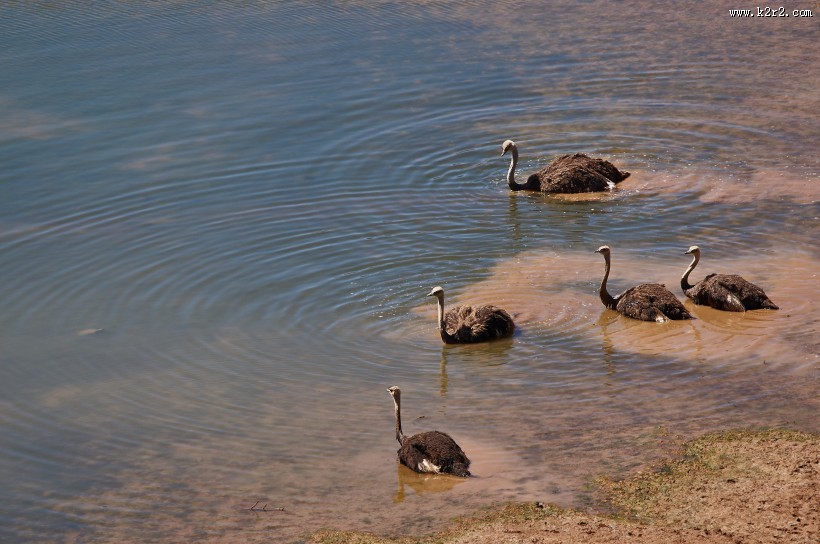 非洲的野生鸵鸟图片大全