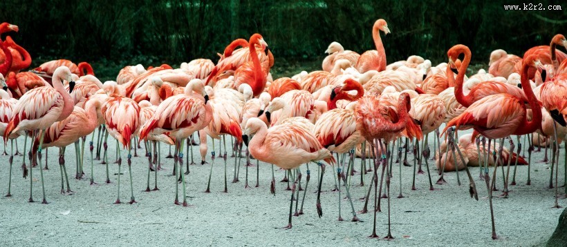 纤细修长的火烈鸟图片
