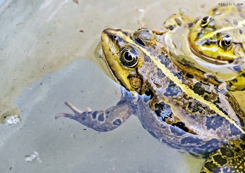 不同种类的青蛙图片大全