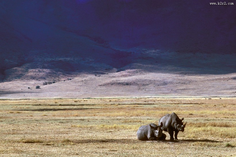 笨拙的犀牛图片