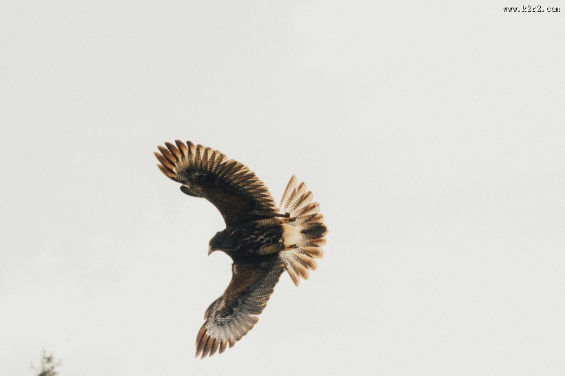 张开翅膀的老鹰图片