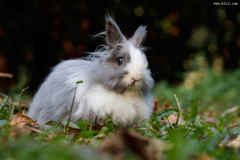 呆萌可爱的兔子图片