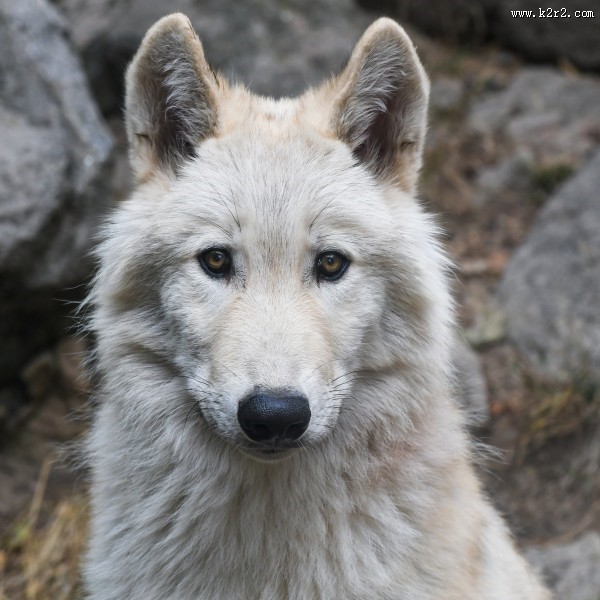白色的野狼图片