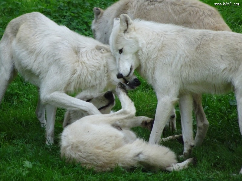 白色的野狼图片