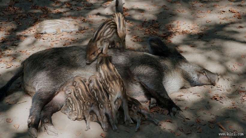 成群的野猪图片