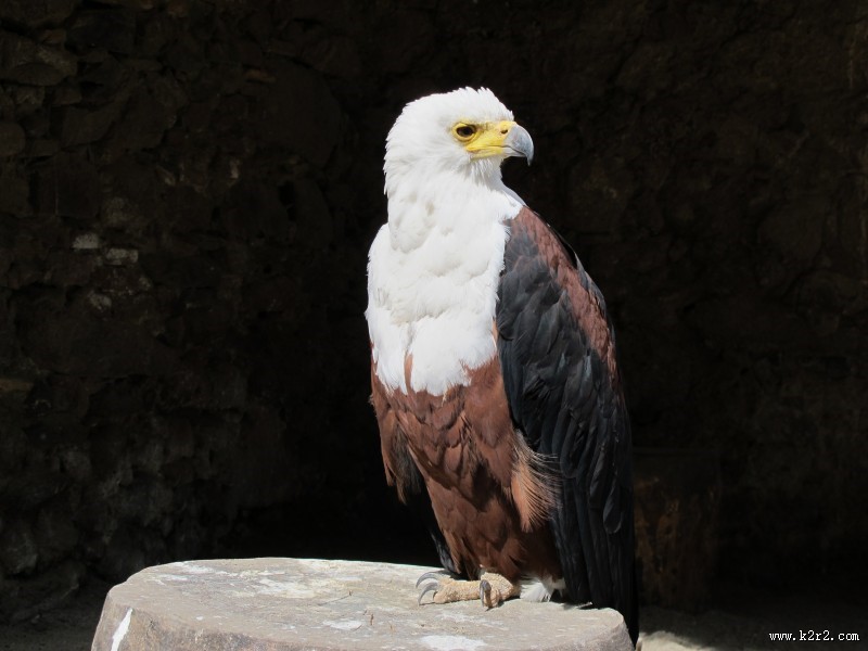 目光锐利的白头鹰图片