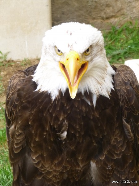 目光锐利的白头鹰图片