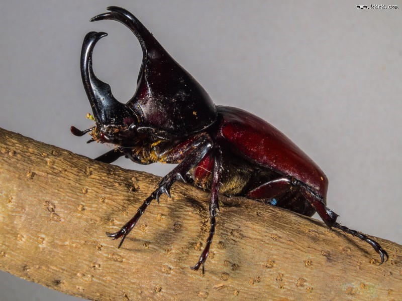 力量惊人的犀牛甲虫图片