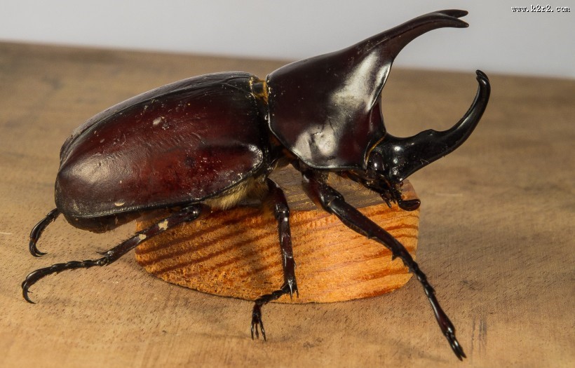 力量惊人的犀牛甲虫图片