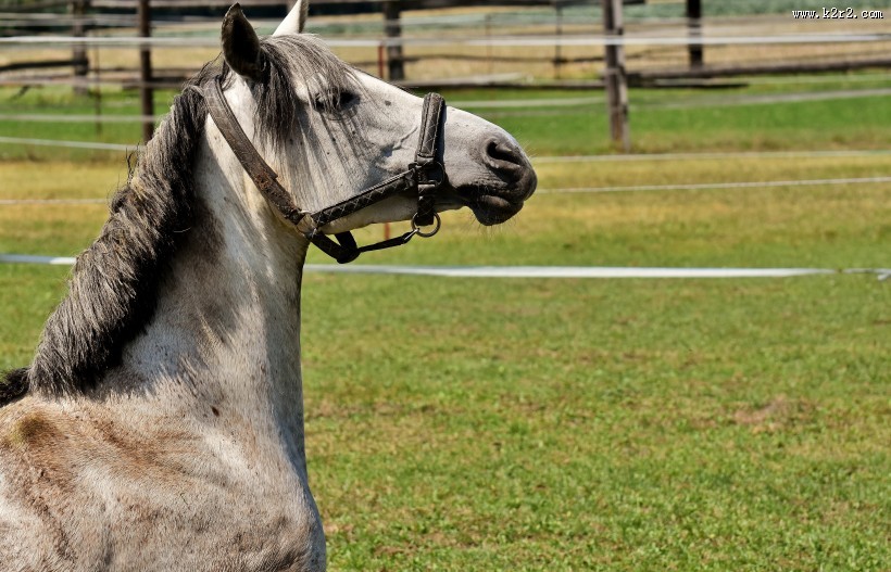 一匹英俊的白马图片