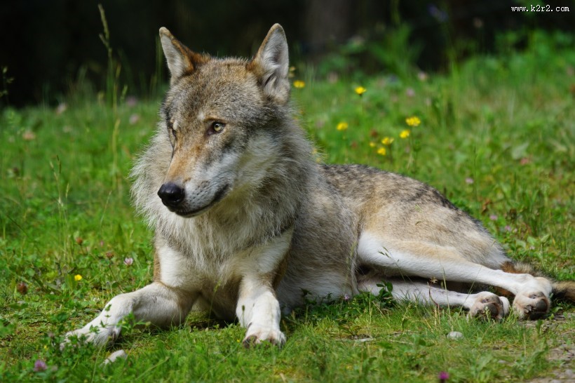 凶残的野狼图片大全