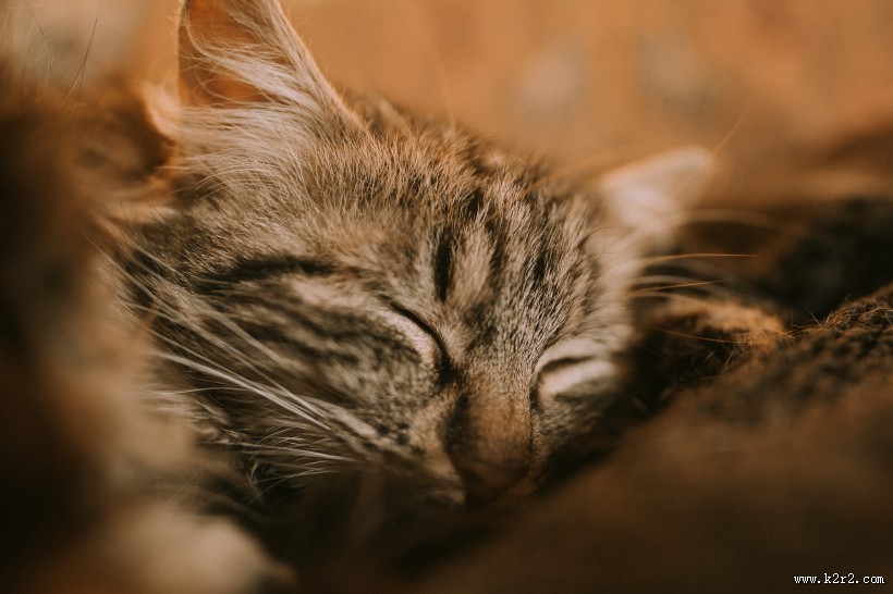 乖巧可爱的猫咪图片