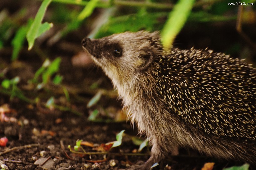 可爱娇小的刺猬图片大全