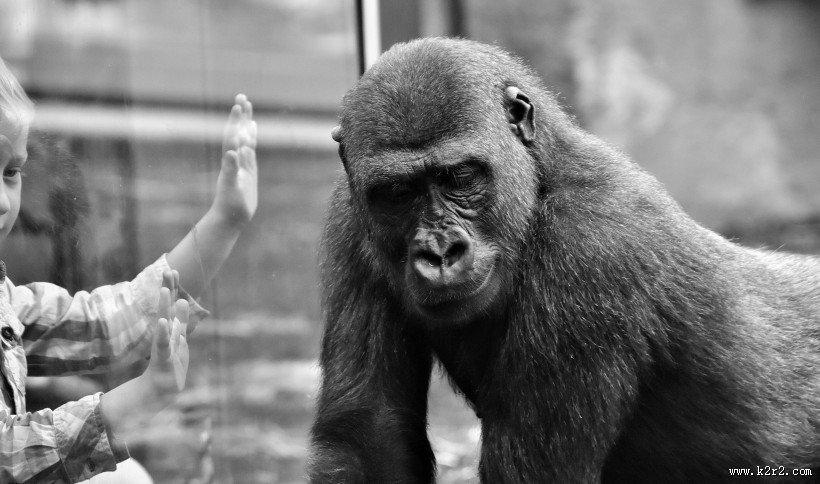 呆萌可爱的银背大猩猩图片