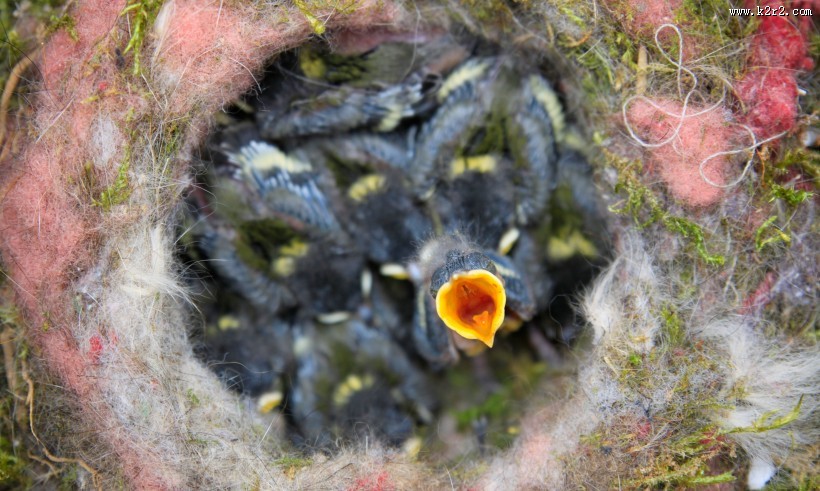 鸟巢中嗷嗷待哺的雏鸟图片