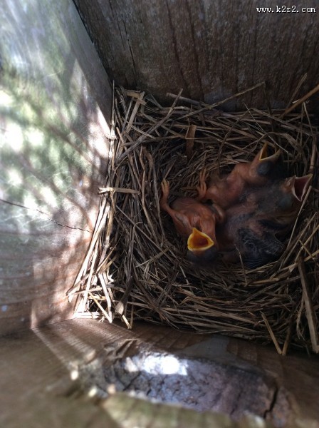 鸟巢中嗷嗷待哺的雏鸟图片
