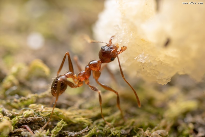 微距蚂蚁图片
