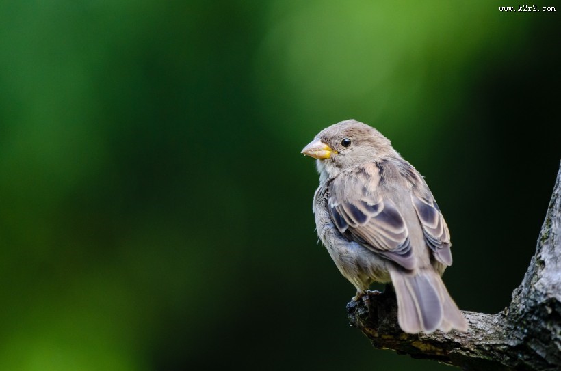 小巧玲珑的小麻雀图片