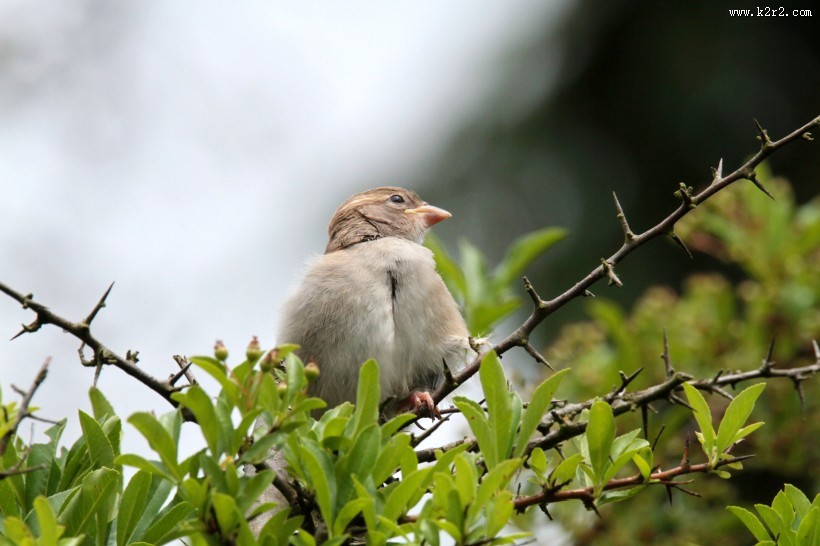 小巧玲珑的小麻雀图片