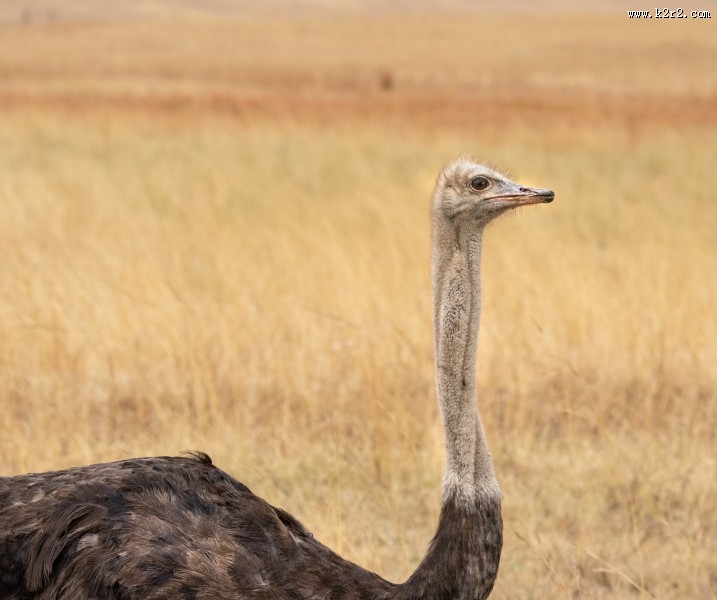 草原上的鸵鸟图片