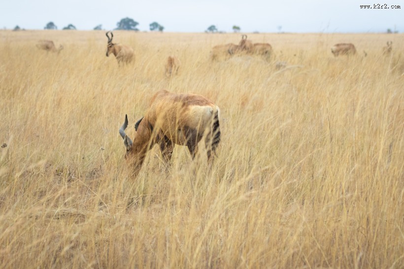 非洲羚羊图片