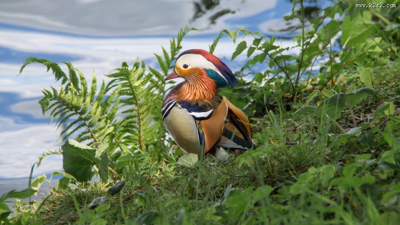 惹人喜爱的鸳鸯图片