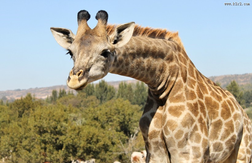 草原上野生的长颈鹿图片大全
