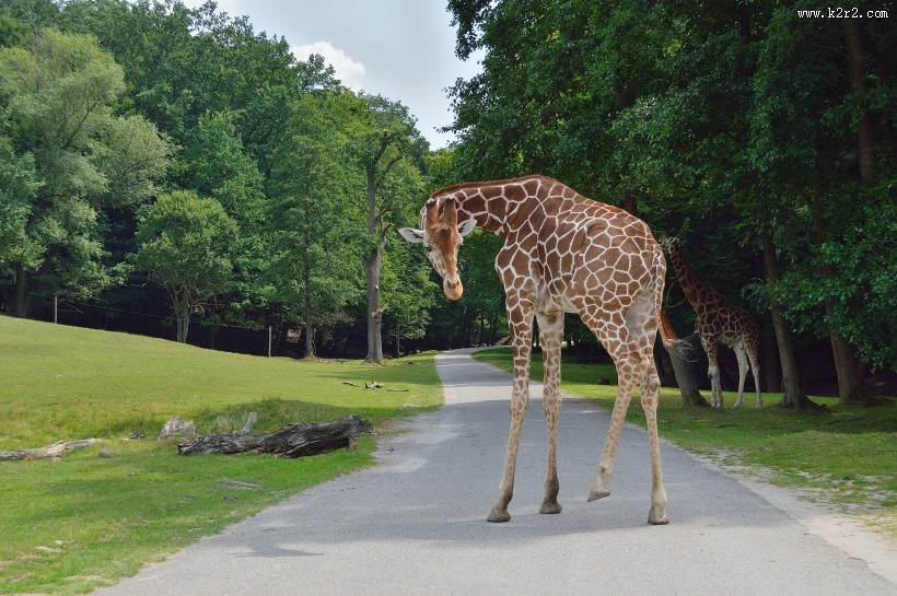 草原上野生的长颈鹿图片大全