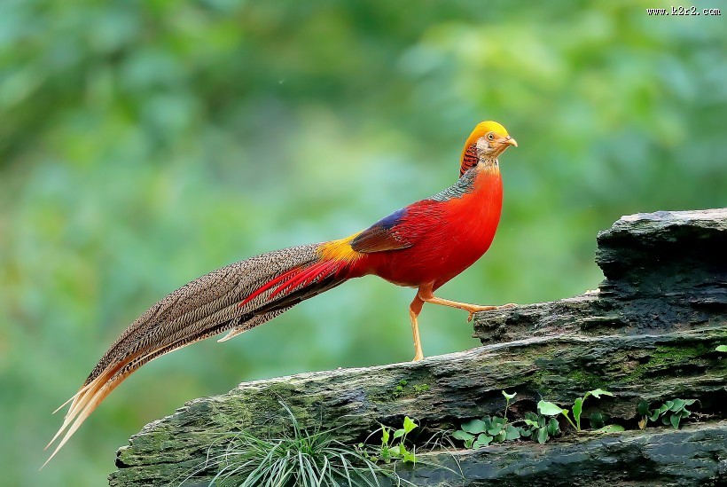 光彩夺目的红腹锦鸡图片