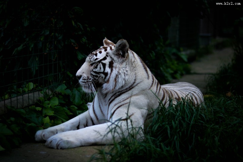 威武霸气的孟加拉白虎图片