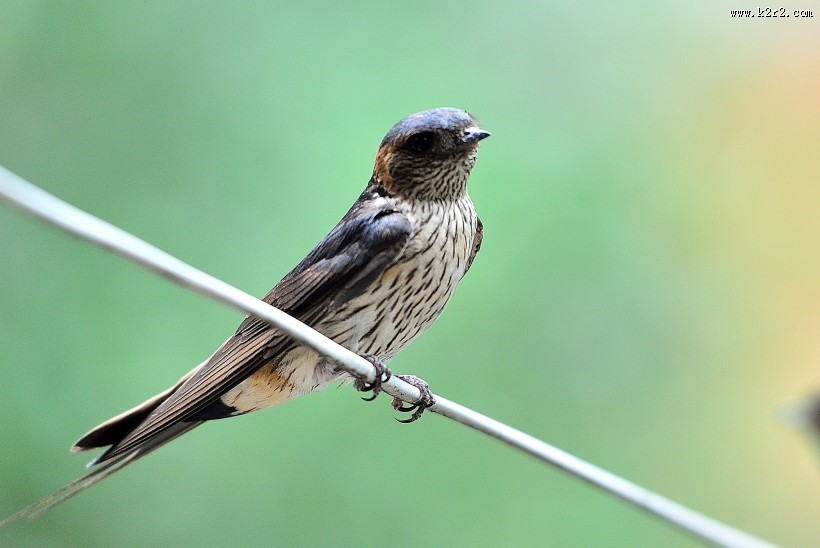 活泼的燕子图片