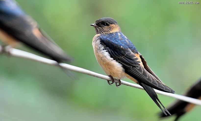 活泼的燕子图片