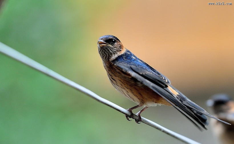 活泼的燕子图片