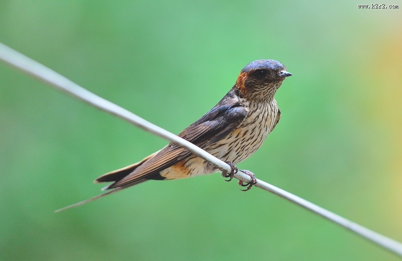 活泼的燕子图片