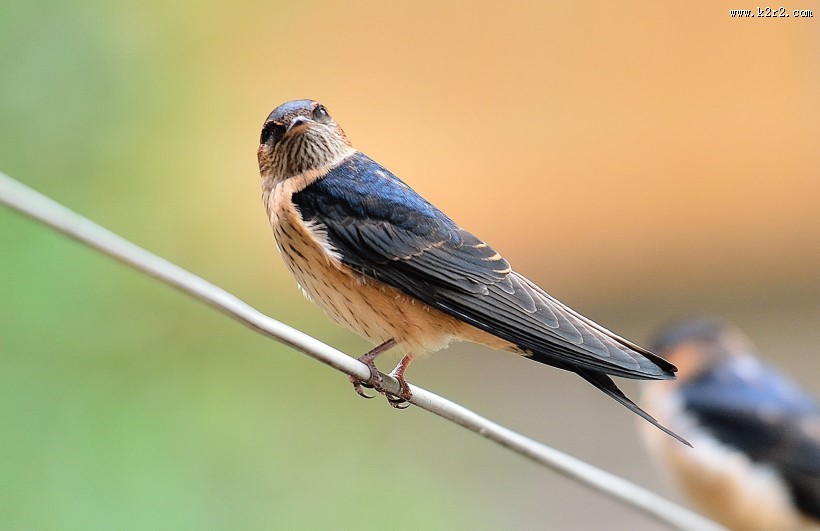 活泼的燕子图片