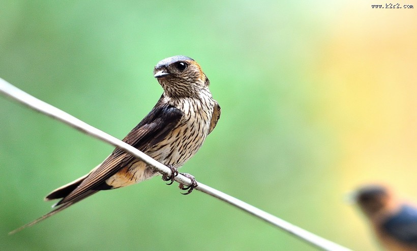 活泼的燕子图片