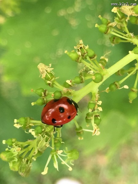 绿叶上的瓢虫图片大全