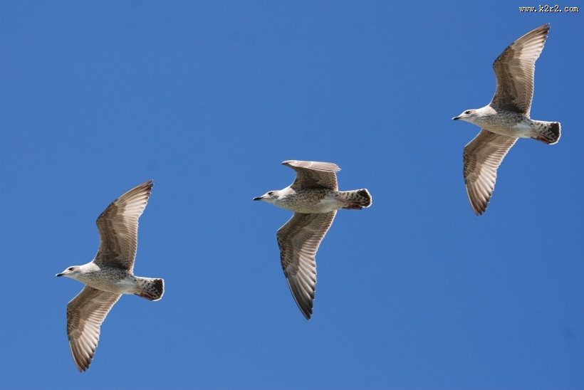 飞翔的海鸥图片大全