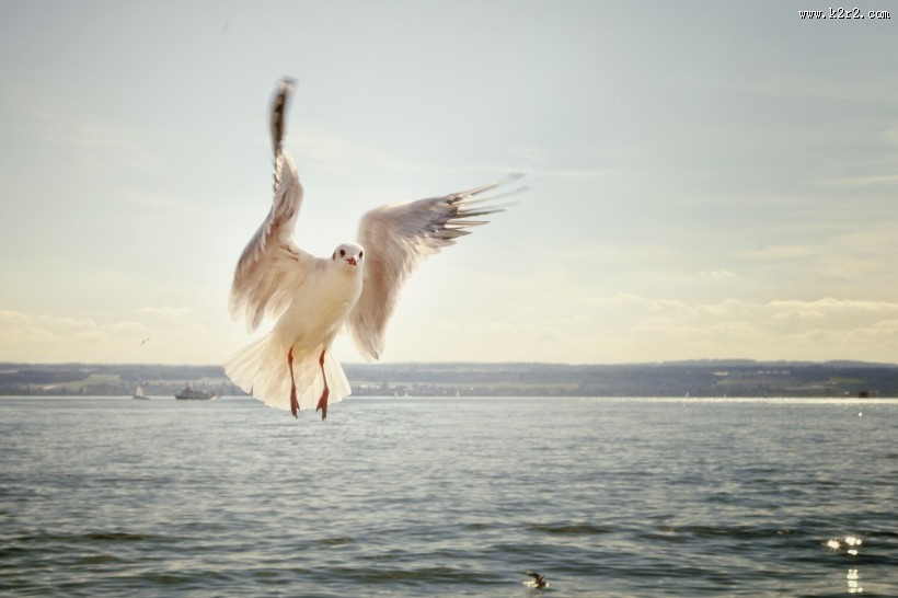 飞翔的海鸥图片大全