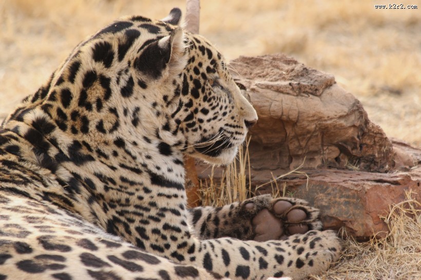 漂亮威武的金钱豹图片大全