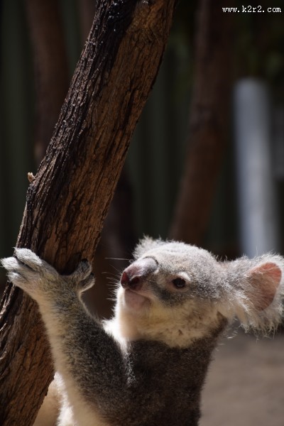 攀爬的考拉图片大全