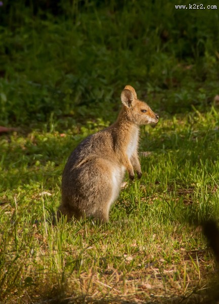 呆萌可爱的袋鼠图片