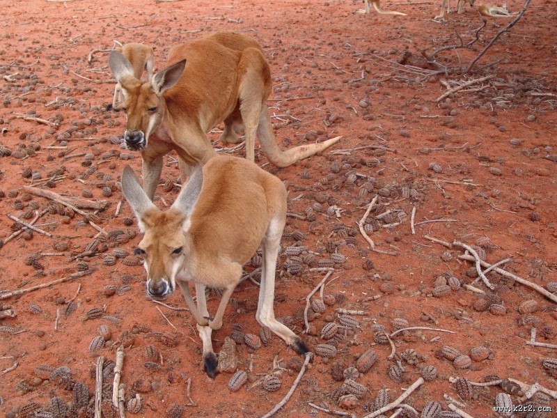 呆萌可爱的袋鼠图片