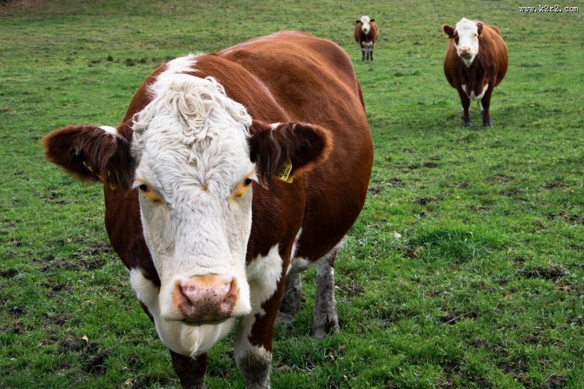 草地上的奶牛图片大全