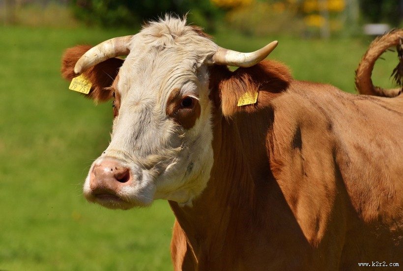 草地上的奶牛图片大全