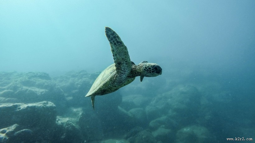 海中畅游的海龟图片